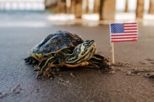Turtle on beach with American Flag