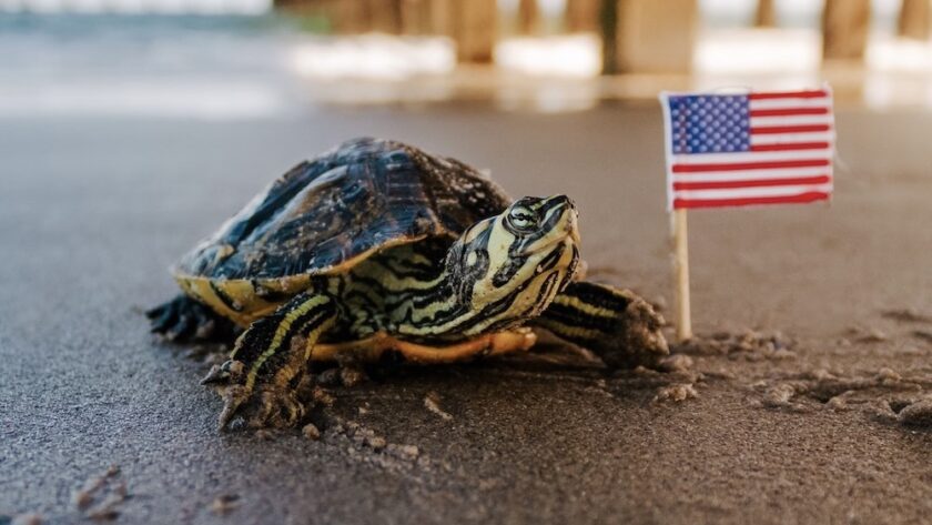 Turtle on beach with American Flag
